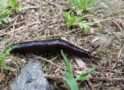Citizen science project tracks slugs as they slither north