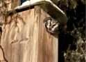 Boreal owls perform by daylight