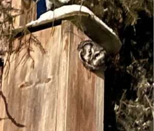 Photo by Kristen Rozell
A boreal owl peers out from a nest box north of the University of Alaska Fairbanks in March 2024.