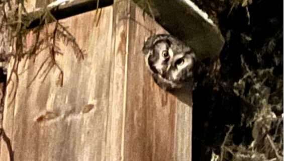 Boreal owls perform by daylight