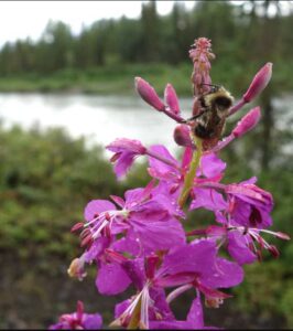 Photo by Ned Rozell. Insects like this bee clinging to a fireweed blossom seem to be in ample supply in Alaska’s boreal forest.