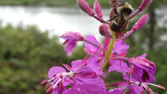 Insects of Alaska forest humming along