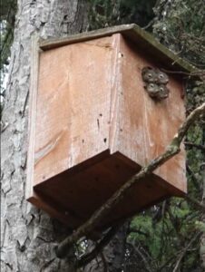 Photo by Ned Rozell.
Four red squirrels poke their heads from a boreal owl nest box in May 2024.