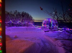 Photo by Lacey Higham
Lights decorate an arched trellis and shrubbery at the Georgeson Botanical Garden. Visitors can enjoy the show three evenings per week from Dec. 19-Jan. 18.