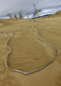 Photo by Ned Rozell
An aged willow root rests on the surface of the ever-shifting Nogahabara Dunes.