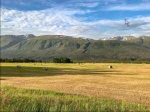 Photo by cweimer4/iStock Hay, such as these bales harvested in Interior Alaska, is part of a balanced nutrition program for Alaska ruminants.