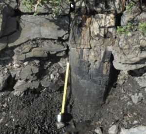 Photo courtesy of Paul McCarthy
A fossilized standing tree trunk approximately 2 feet in diameter is rooted in floodplain mudstone and sandstone in the Nanushuk Formation in northwest Alaska.