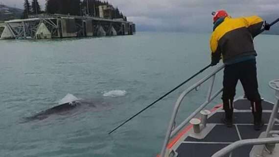 July 4th Means Freedom for Humpback Whale Near Valdez