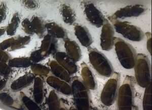 Photo by Marina Alcantar
Adult Pacific razor clams are held under hatchery conditions at the Alutiiq Pride Marine Institute in Seward, Alaska.