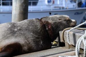 Lethargic subadult male Steller sea lion in the Kodiak harbor entangled in a plastic packing band. Credit: Sun'aq Tribe of Kodiak/Matt Van Daele, NOAA permit No. 24359.
