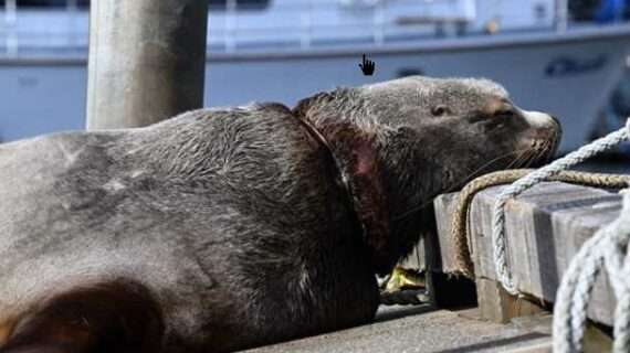 Déjà Vu: Another Steller Sea Lion Rescued in Kodiak