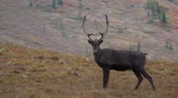 BLM to Open Fortymile Caribou Federal Subsistence Hunt on August 1