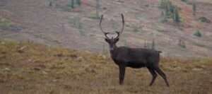 Fortymile Caribou bull. BLM photo by Jim Herriges.