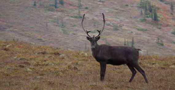 BLM to Open Fortymile Caribou Federal Subsistence Hunt on August 1