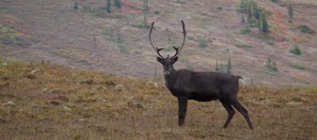  Fortymile Caribou bull. BLM photo by Jim Herriges.