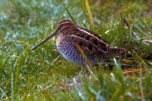 Photo: Common Snipe, coastal Alaska. Courtesy of the USF&WS National Digital Library.
