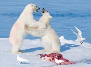 Two-year-old polar bears with bearded seal carcass and ivory gulls. Image Credit: Wayne Lynch