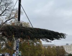 Christmas tree from Alaska. Image-Senator Sullivan/X video screengrab