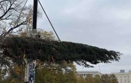 Sullivan Recognizes Alaskan Truck Drivers Hauling U.S. Capitol Christmas Tree as “Alaskans of the Week”