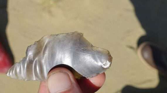 Photo by Ned Rozell Ned Rozell found this obsidian flake at an archaeological site in the Nogahabara Dunes. A peak experience in the Alaska desert