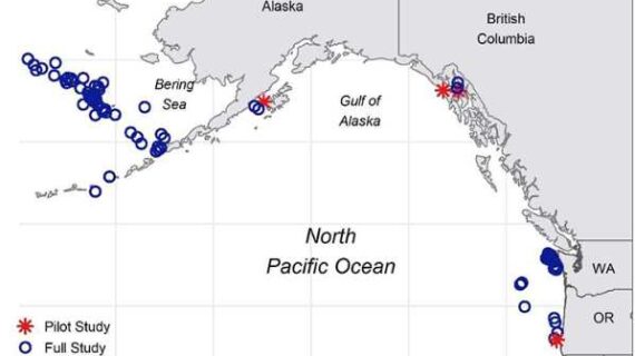 Determining Shark Ages With Eye Lenses