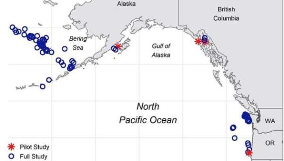 Determining Shark Ages With Eye Lenses