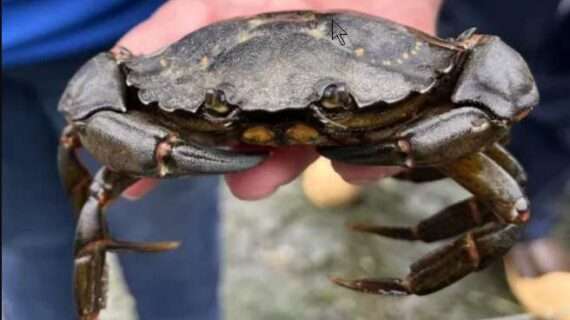 Invasive European green crab trapped in Southeast Alaska in summer 2023. Photo by Ginny Eckert/Alaska Sea Grant. European green crab