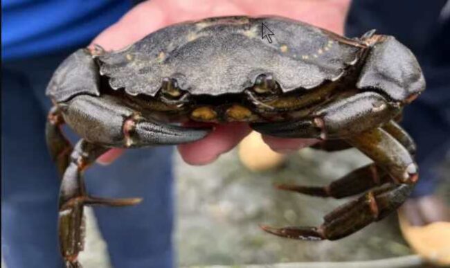 Invasive European green crab trapped in Southeast Alaska in summer 2023. Photo by Ginny Eckert/Alaska Sea Grant.

