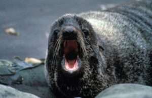 Photo:  Fur Seal in the Alaska Maritime Wildlife Refuge, courtesy of the USF&WS National Digital Archive.
