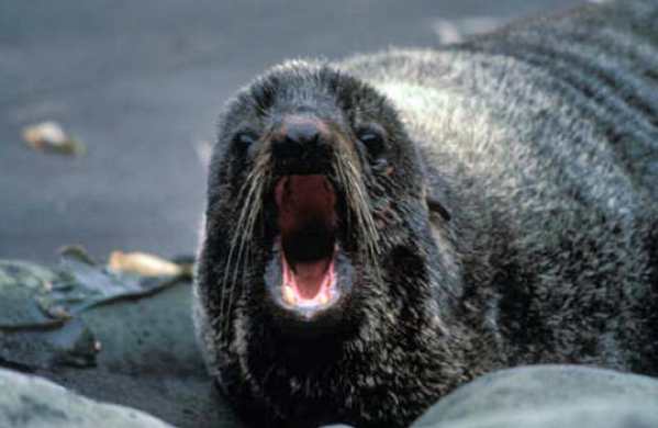 Fur Seal-Alutiiq Word of the Week-March 18