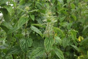 Photo: A patch of stinging nettles.
