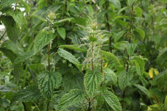 Nettle-Alutiiq Word of the Week