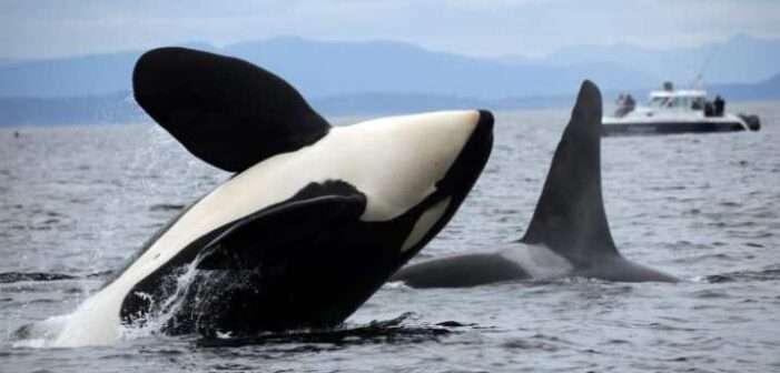 Workshop Targets High-Tech Ways to Assess Endangered Whale Health