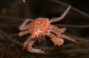 Underwater photograph of a juvenile red king crab. Credit: NOAA Fisheries/Chris Long
