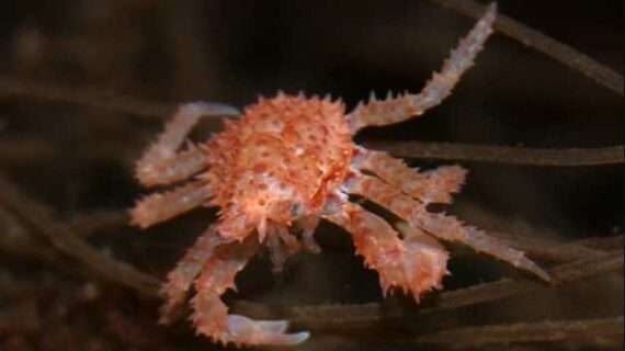 Enhancing Wild Red King Crab Populations Through Hatchery-Rearing Programs