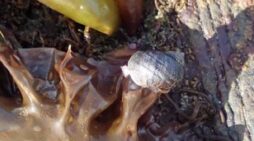 Snail-Alutiiq Word of the Week