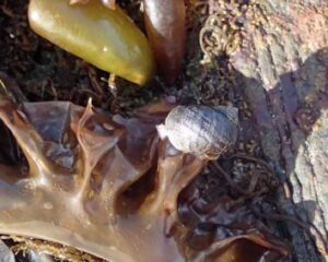 A snail in the Kodiak intertidal zone. AM725.
