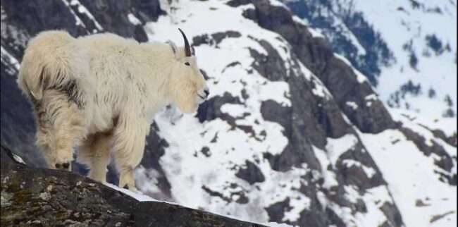Photo by Kevin White Close-up view of an adult male mountain goat in late winter near the Juneau Icefield. Visible in the background are steep avalanche-prone slopes.
