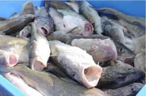 Photo: Freshly caught cod.
