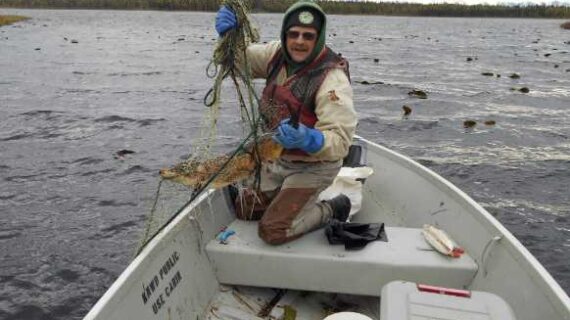 Pike use marine corridors to colonize new Alaska territory