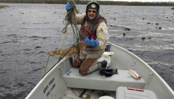 Pike use marine corridors to colonize new Alaska territory