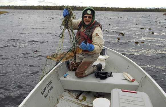 Pike use marine corridors to colonize new Alaska territory