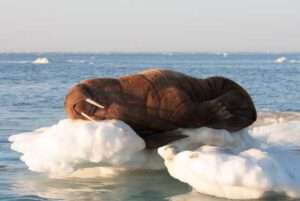 Photo by Casey Clark A female Pacific walrus rests on sea ice in the Bering Sea.