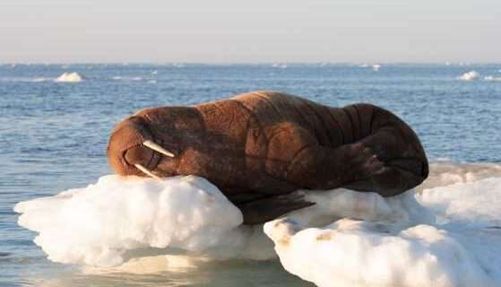 Ancient DNA reveals genetic resilience of Pacific walruses
