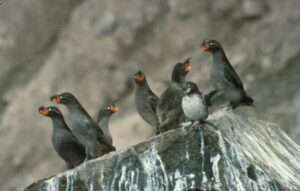 Photo: Crested Auklets in the Kodiak Archipelago. Photo Courtesy of USF&WS National Digital Library.
