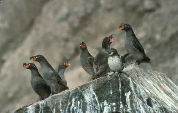 Crested Auklet-Alutiiq Word of the Week
