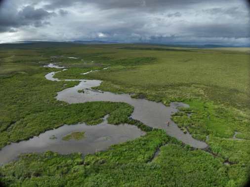 UAF study links beaver expansion to faster Arctic thaw