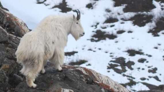 Mountain goats live and die on the edge