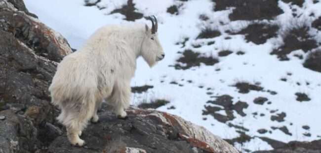 Photo by Kevin White
An adult male mountain goat scans the horizon near the Juneau Icefield.