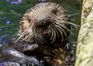 Seldovia. Photo Credit: ©Shedd Aquarium/Heidi Zeiger